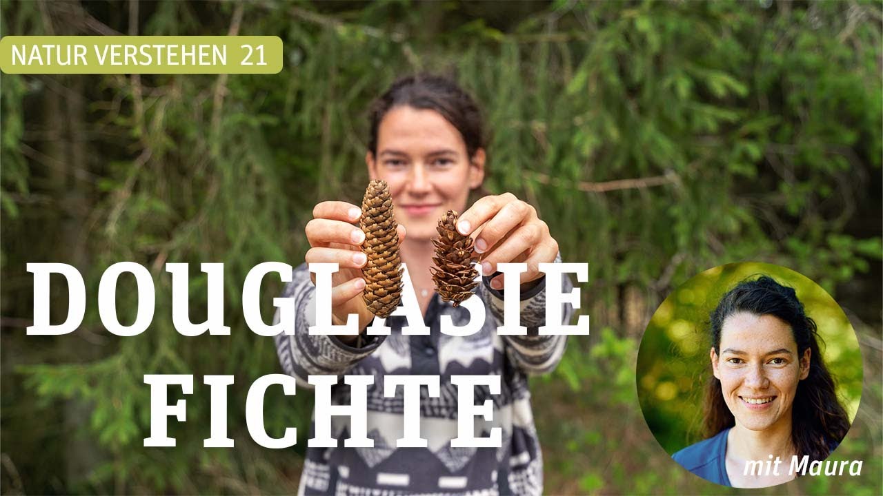DOUGLASIE ÄHH .... FICHTE? - Maura klärt Baumarten auf!