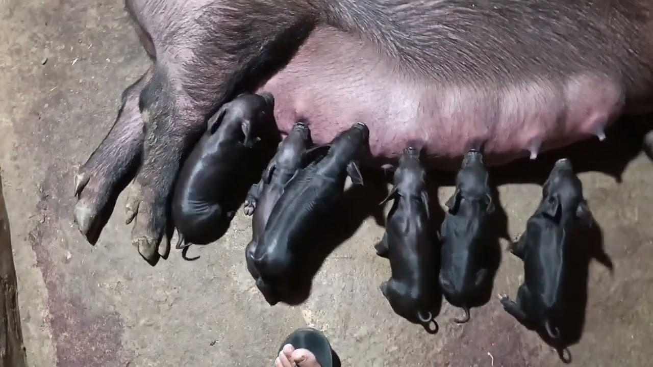 Having lots of piglets in  one sow ...is a big blessing to all backyard hog reaser
