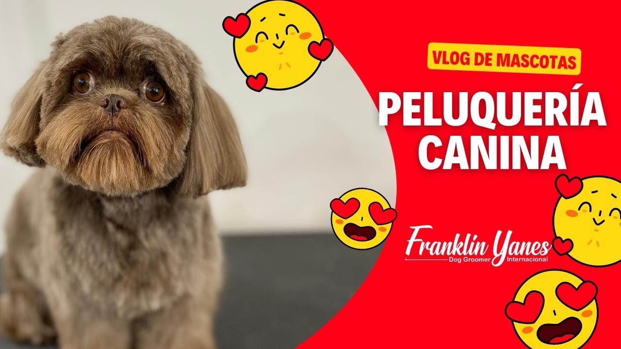 CURSO DE PELUQUERÍA CANINA / COMO DESENREDAR EL PELO DE MI PERRO.