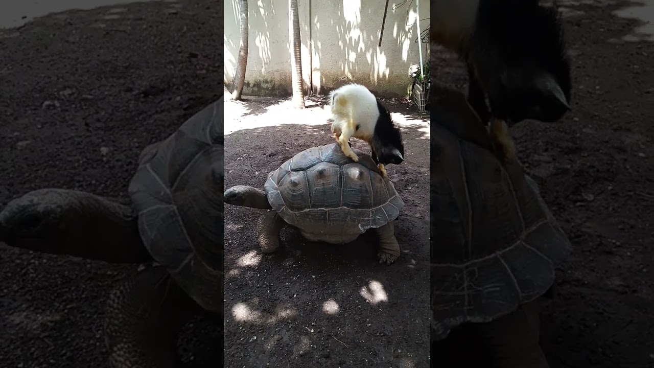 #kurakura#tortoise#aldabra#animals#pets#shots