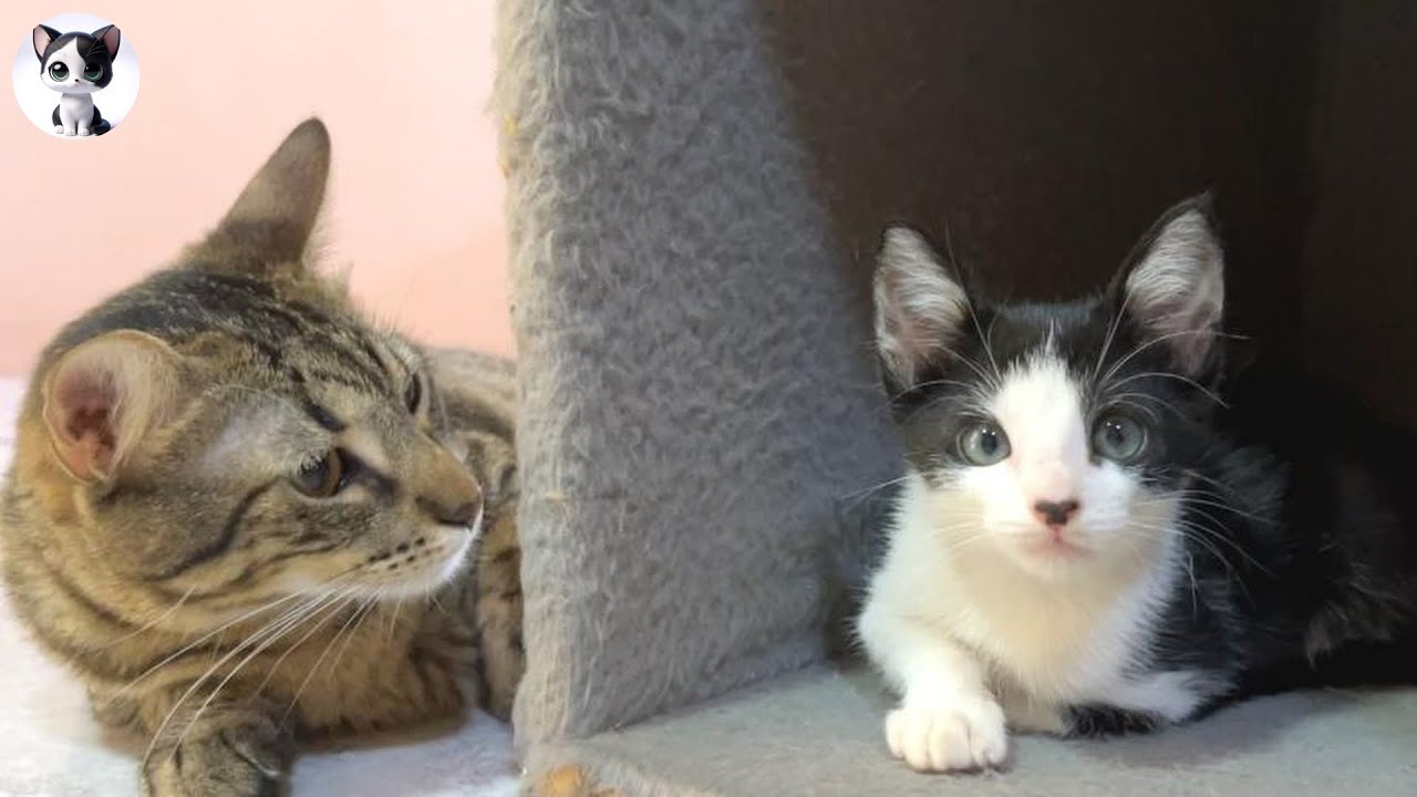 Спасенный котенок, который чувствует достоинство матери-кошки, когда впервые встречает большую кошку