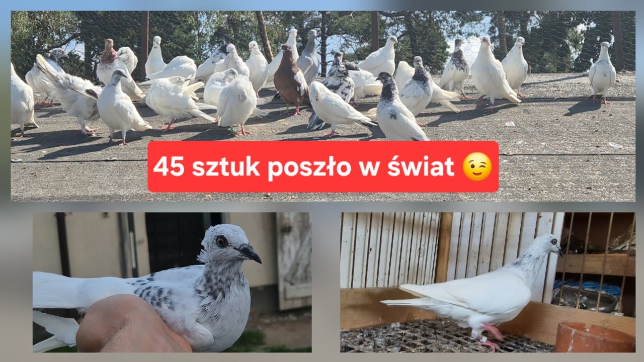 WSP&Oacute;LNY LOT NA 70KM WYSZK&Oacute;W- WARSZAWA-WAWER 💪🕊🤝TEGO DNIA GANIALI WSZYSCY😁
