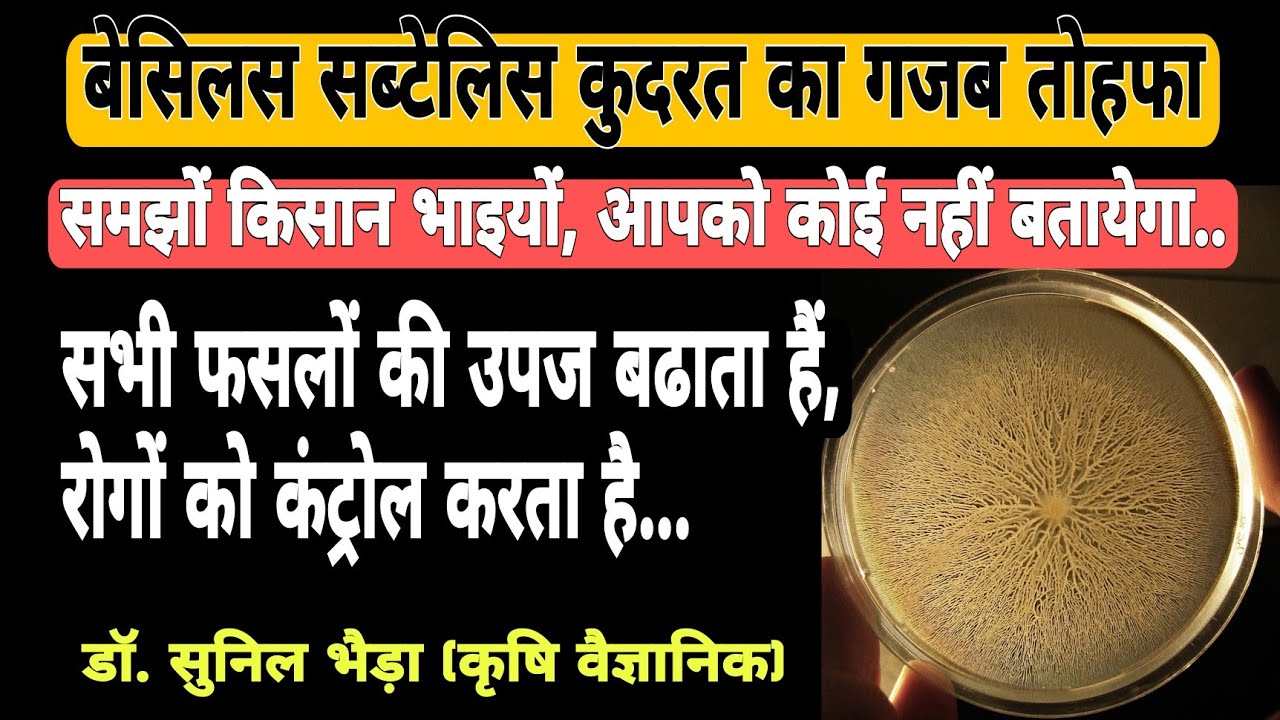 बेसिलस सब्टेलिस फ्री में उपज बढाता है और रोगों को कैसे कंट्रोल करता है ? Bacillus Use in Agriculture