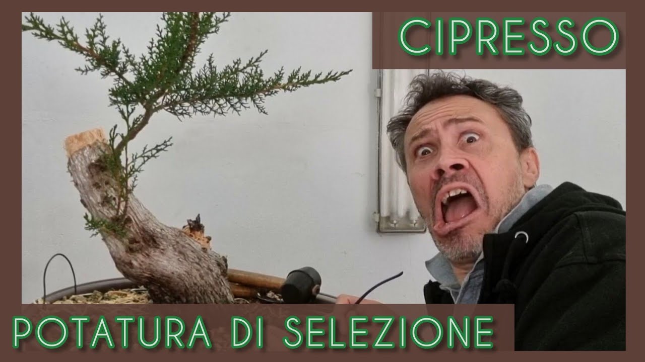 Selezionando i rami di un Cipresso per creare un bonsai da uno yamadori