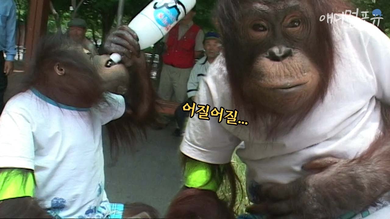 소풍 보냈더니 아저씨들 먹고 있던 막걸리 뺏어먹는 오랑우탄ㅋㅋ｜KBS 주주클럽 080622 방송