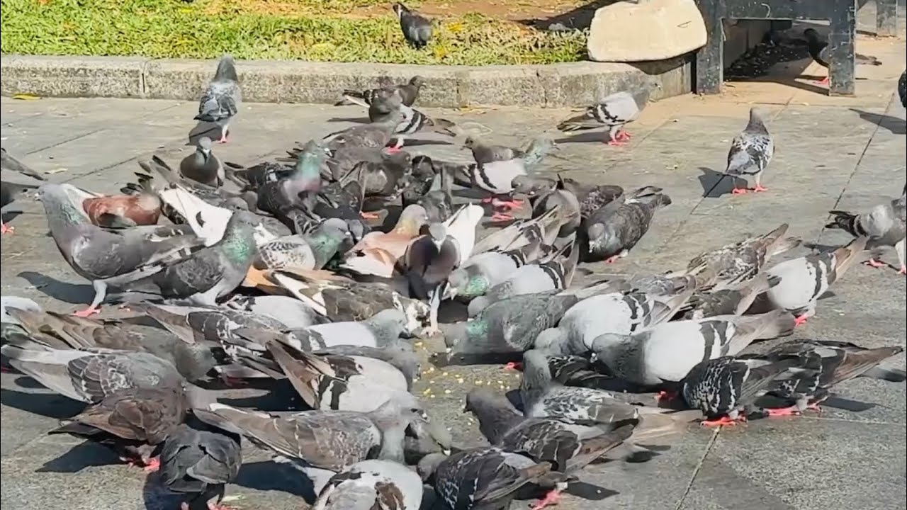 Enjoy watching pigeons foraging