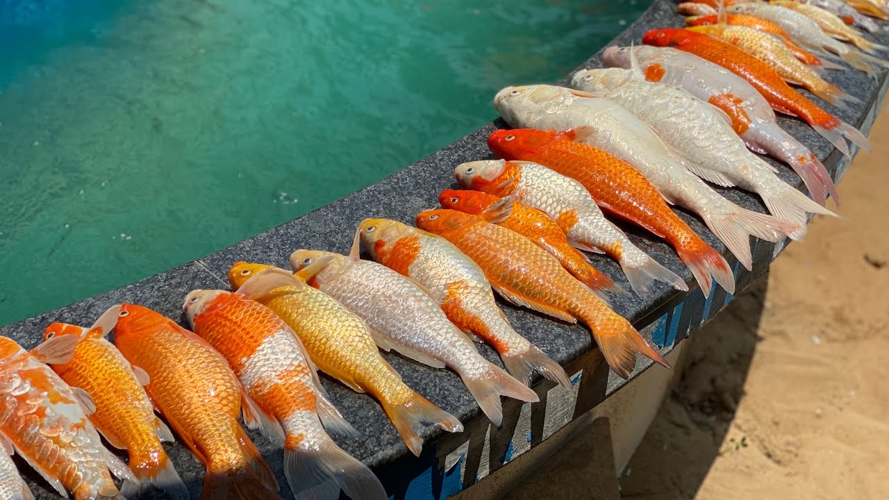 Sad video | killed all koi fish | നല്ല ഓർമ്മകൾ സമ്മാനിച്ച്‌ അവർ പോയി.. കോയ്ഫിഷിനെ കൊന്ന് കളഞ്ഞു...