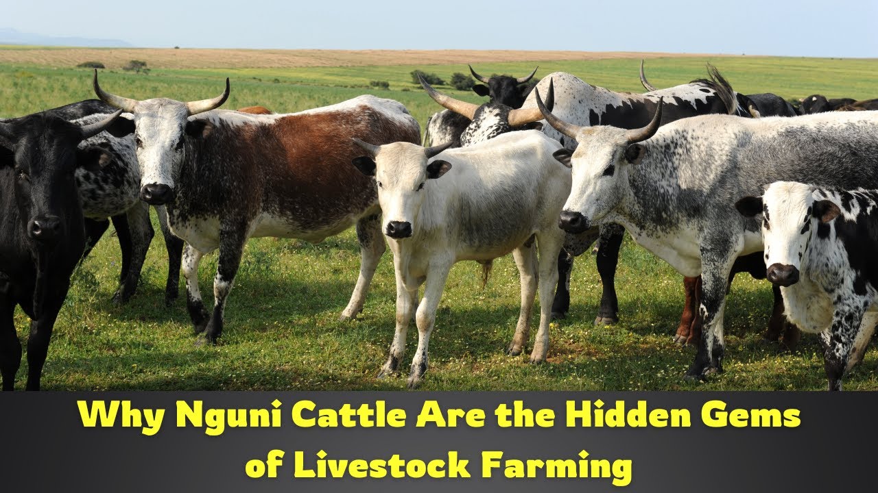 Nguni Cattle | Everything Farmers Need to Know About This Remarkable Breed