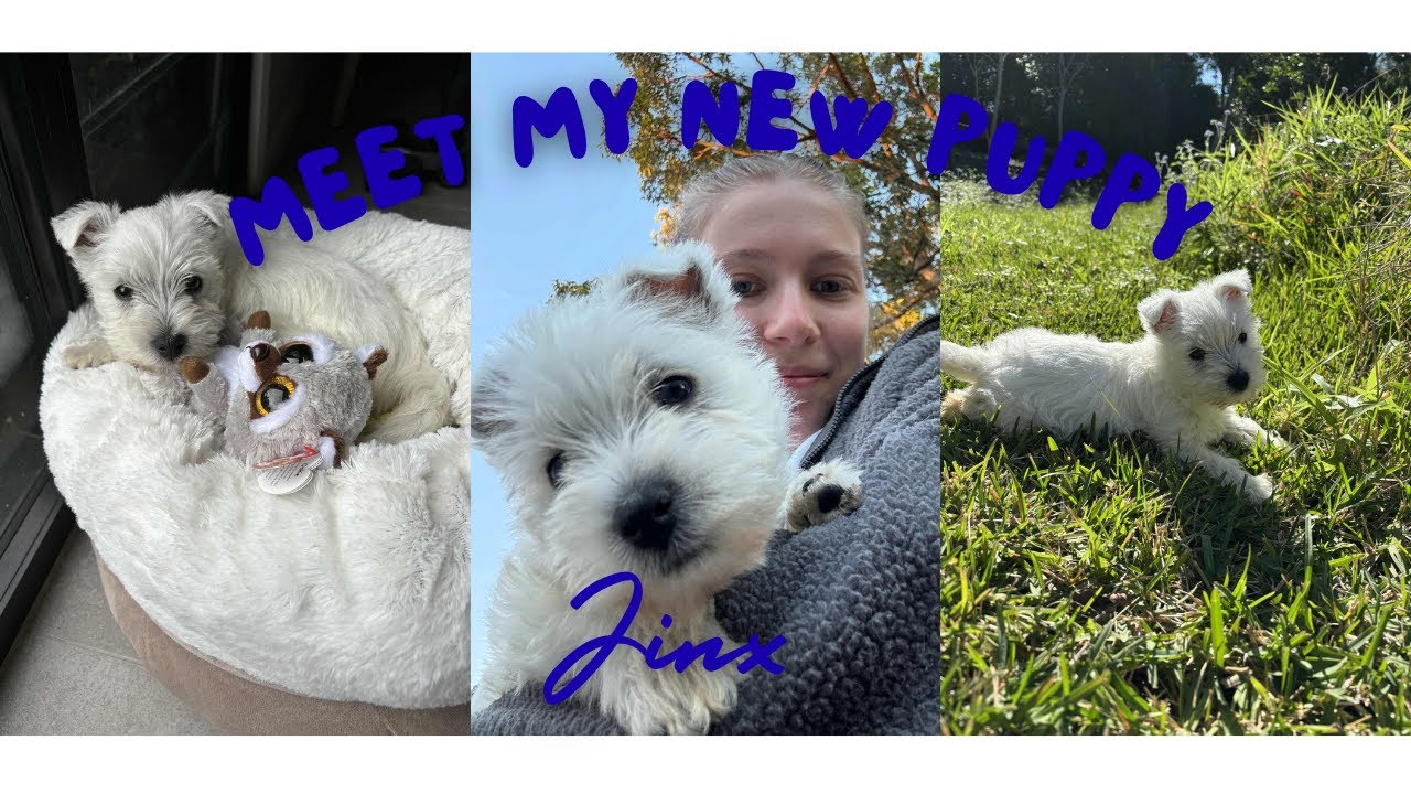 first week with my new puppy 🐾  meet Jinx the westie