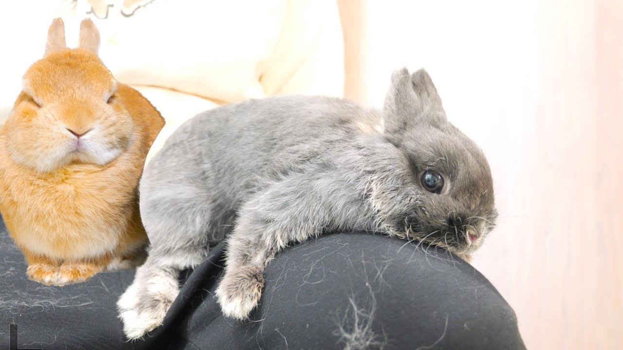 体調が回復しないウサギが飼い主の上でこうなっていました【No.1109】