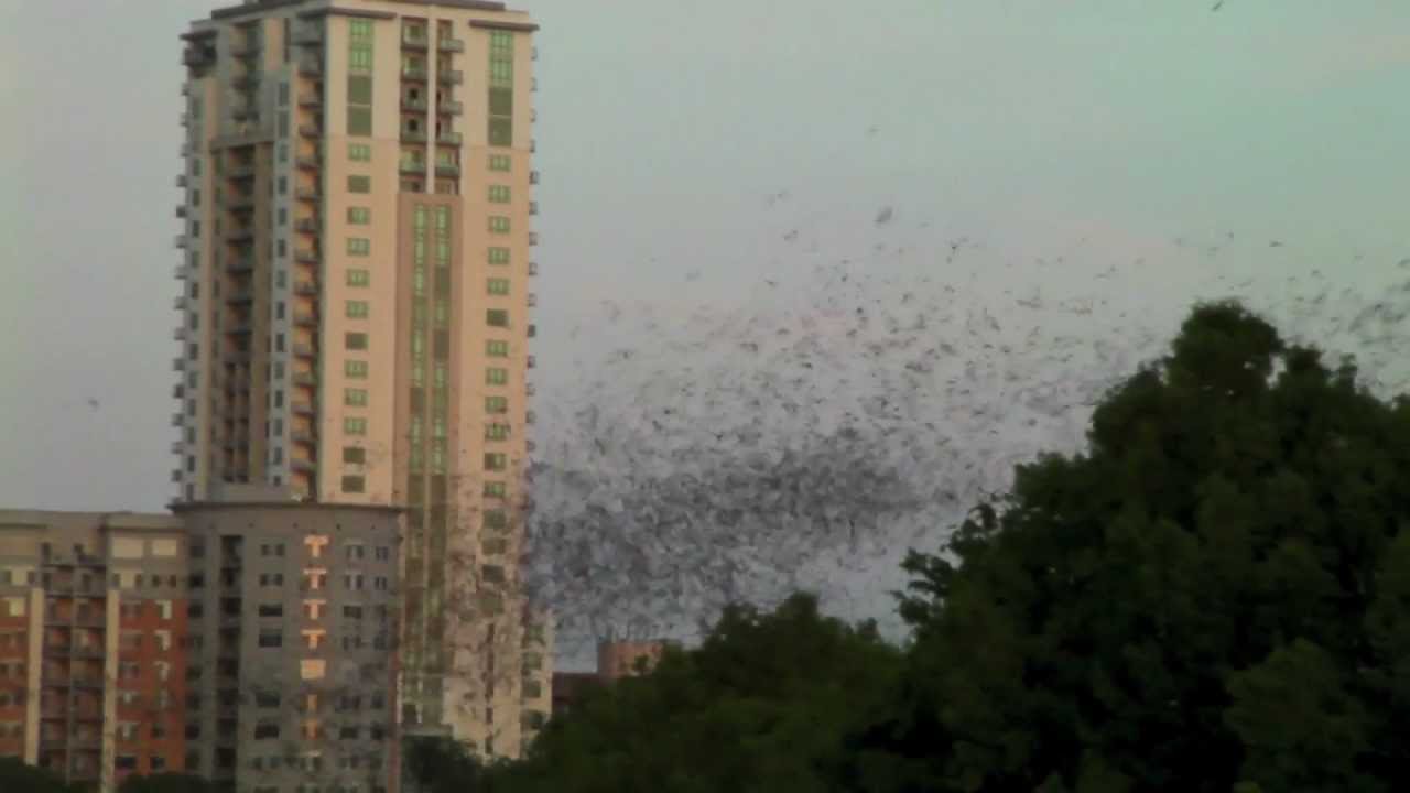 2 MILLION BATS Austin Texas