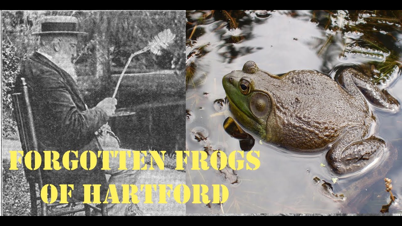 Forgotten Frogs of Hartford, Connecticut