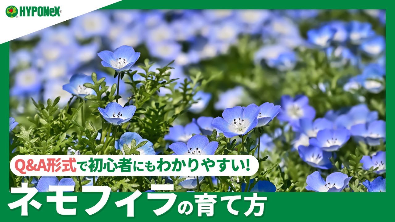 ☘88：ネモフィラの育て方｜種からでも気軽に育てられる！水やりや肥料の与え方などもご紹介【PlantiaQ&A】植物の情報、育て方をQ&A形式でご紹介