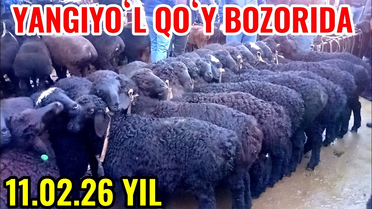 YANGIYOʻL QOʻY BOZORIDAGI BUGUNGI NARXLAR 🐐🐑🐏