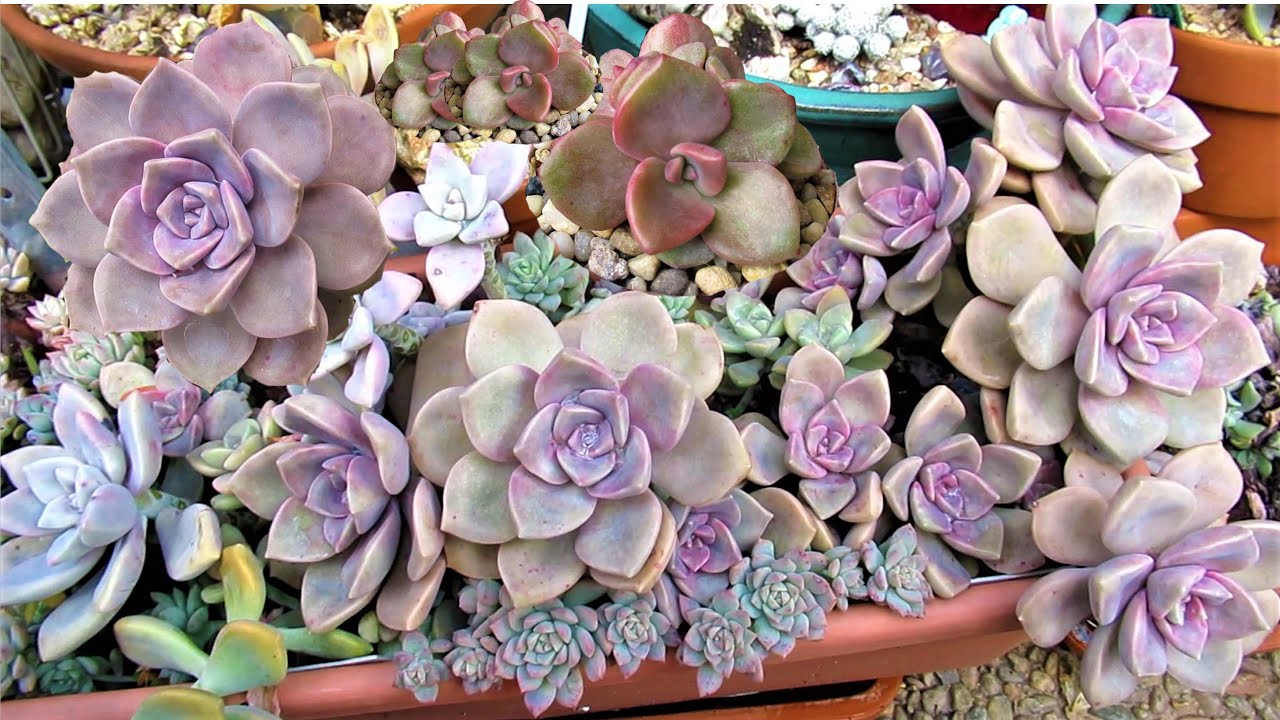 GRAPTOVERIA Purple Delight VS Mrs. Richards AKA Gypsy VS Superbum
