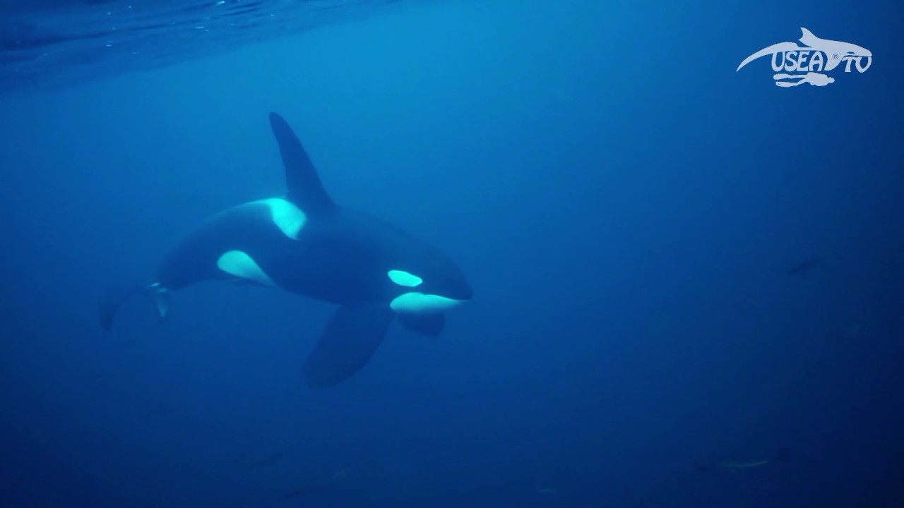 The Orca Whisperer - S4 - E2 - Snorkeling with Pierre