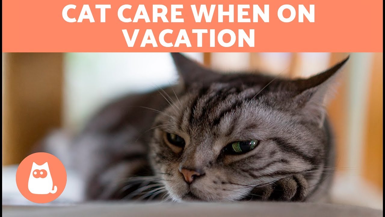 I’m Going on Vacation, but What do I do with My Cat?