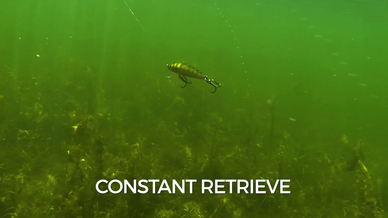 Swimming Action: Husky Jerk