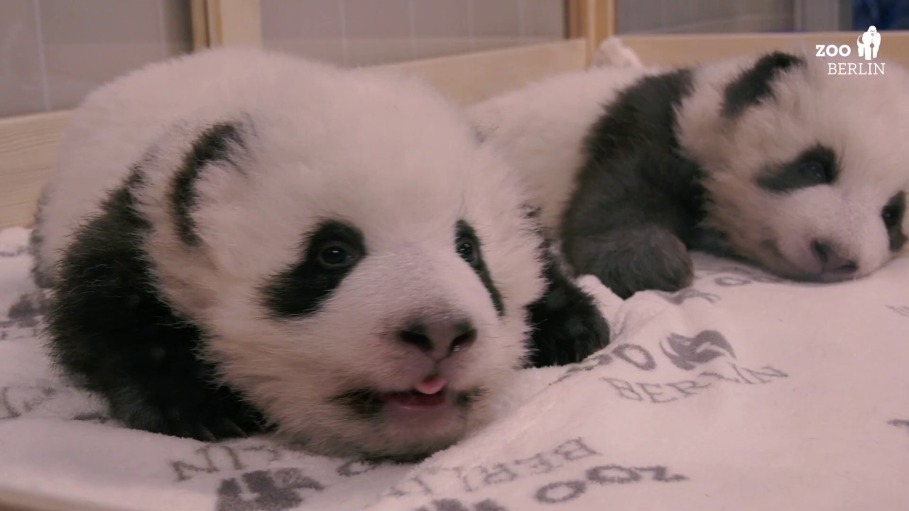 12. Woche: Panda Babys im Zoo Berlin - Week 12: Panda Babys at Zoo Berlin