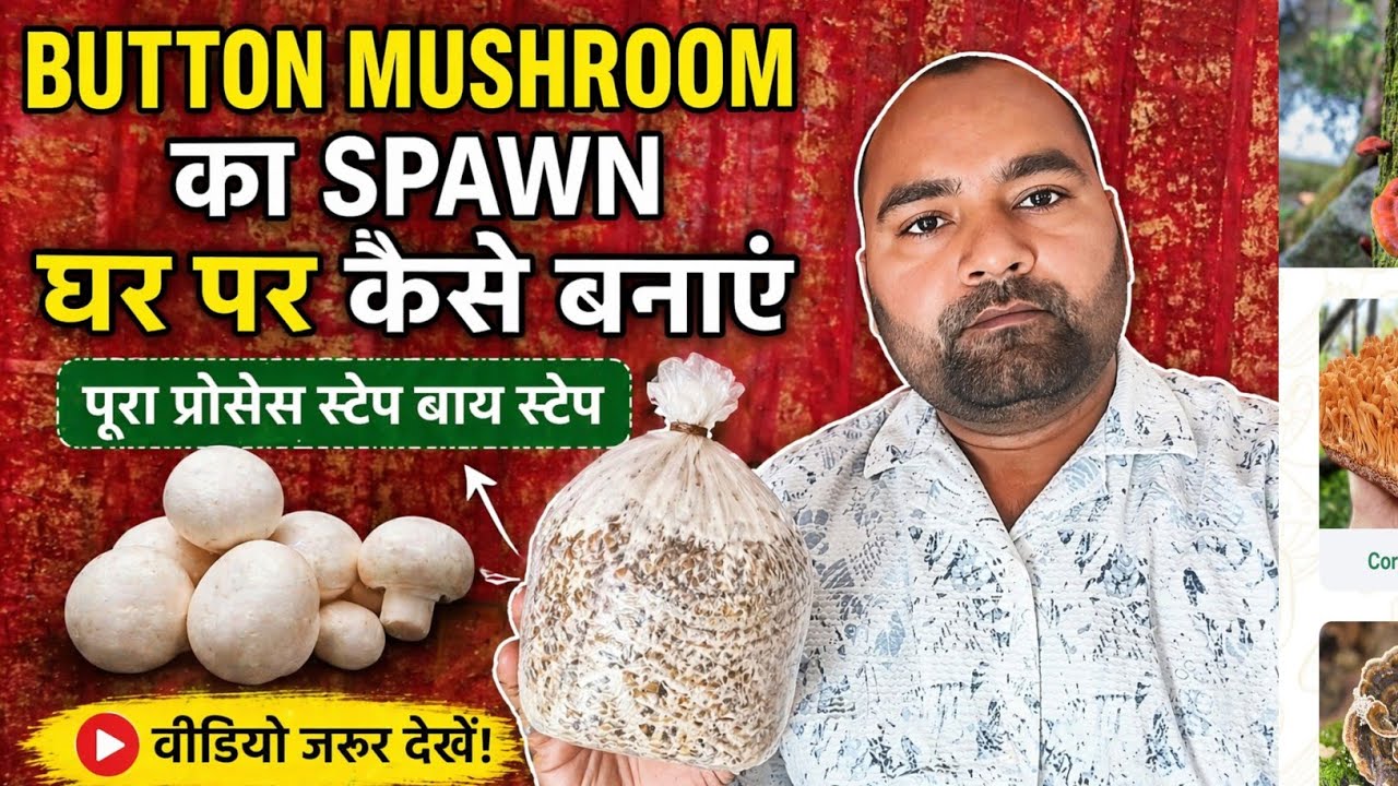 1️⃣ Button Mushroom Spawn Kaise Banaye | Purane Spawn Se Naya Spawn Tayyar | Full Process Hindi