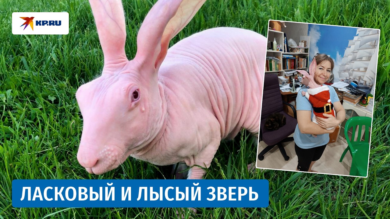 Лысый кролик из Самары может основать новую породу &ndash; &laquo;Лабубу&raquo;