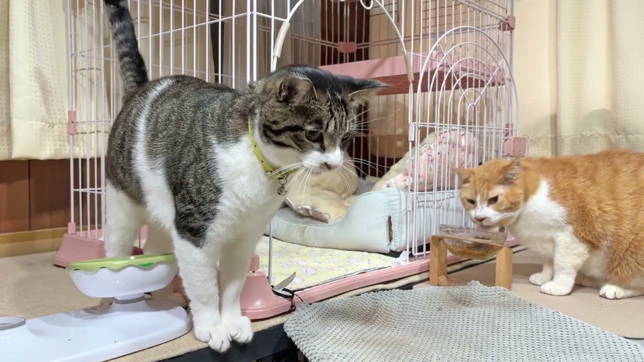 なかよし猫さんたちの朝ごはん【26年2月11日その1】