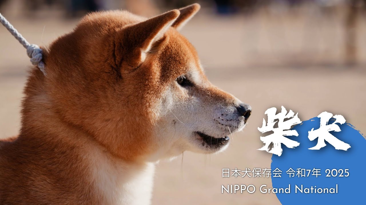 SHIBA INU : NIHON KEN HOZONKAI NIPPO Grand National 2025  令和７年度　公益社団法人日本犬保存会第１２０回全国展覧会 「柴犬の部」