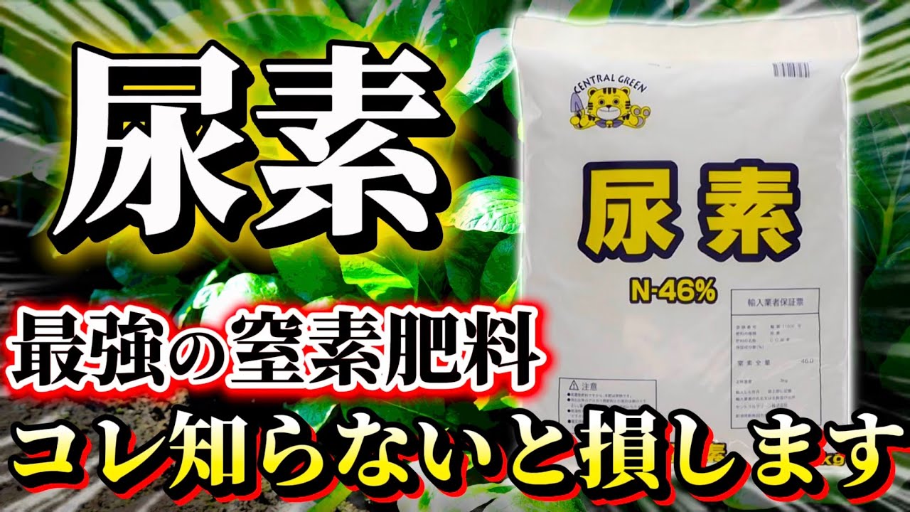 【尿素】コスパ最強の窒素肥料！コレ知らない人はもしかしたら損してるかも？