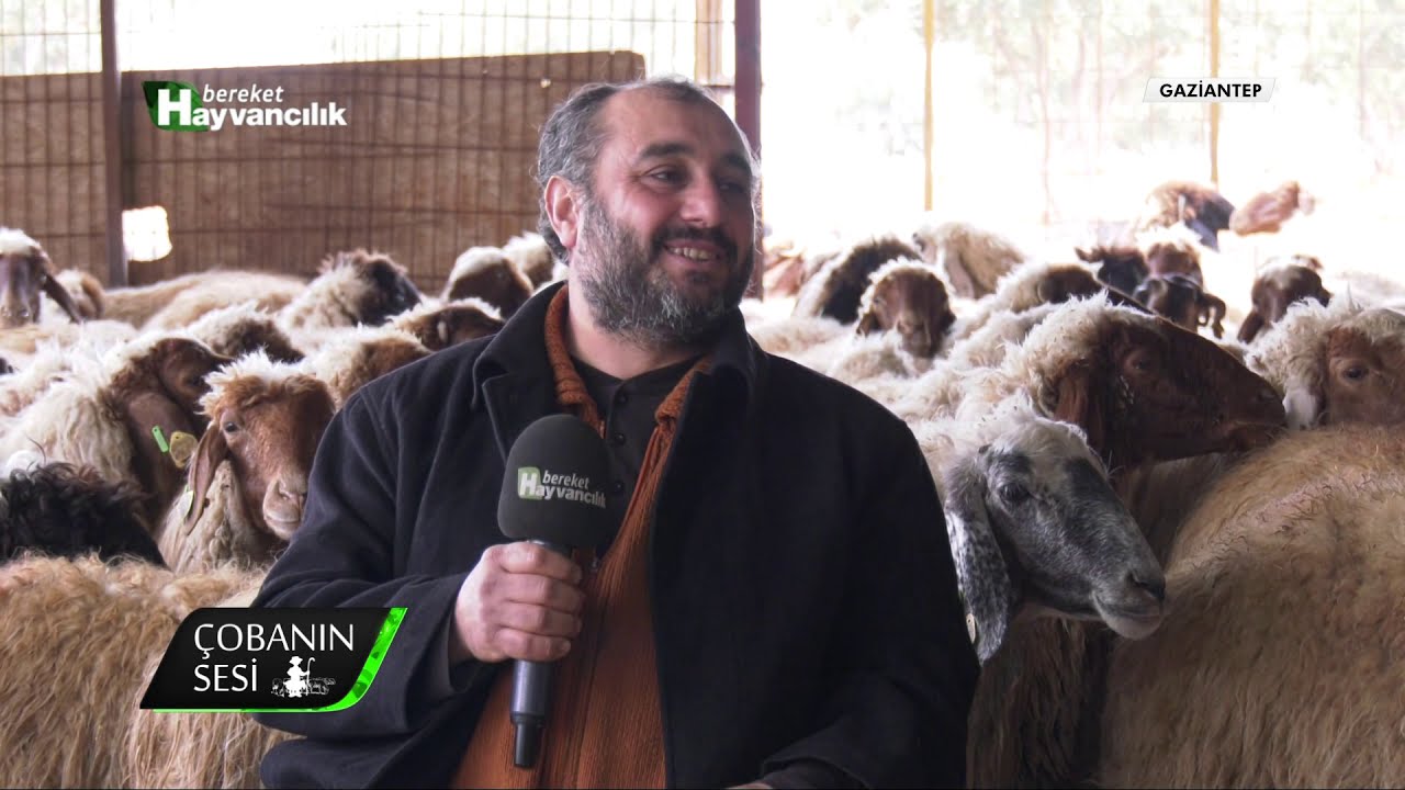 Çobanın Sesi - İvesi Irkı Koyun Yetiştiriciliği / Gaziantep
