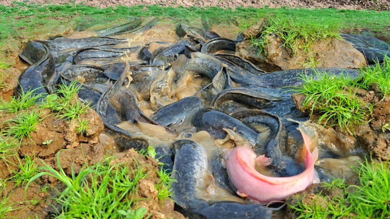 Wow, that's amazing. A woman caught a lot of fish and picked up eggs in a cage in the grass.