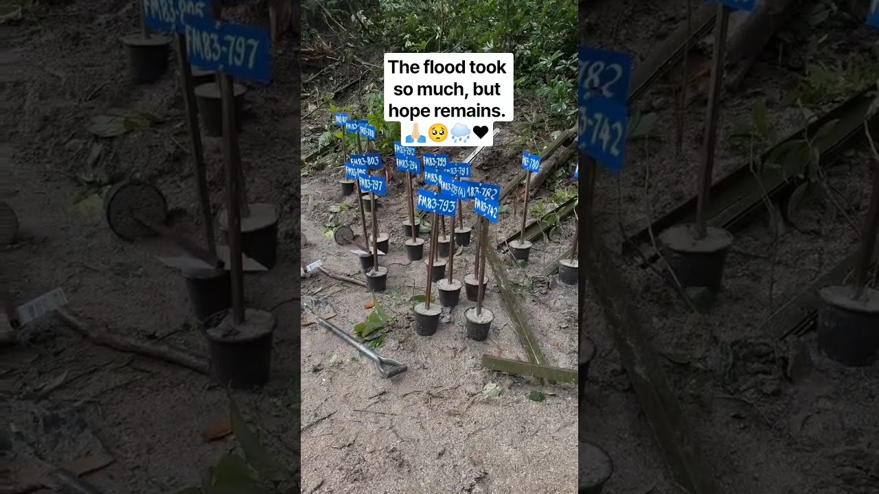 The flood took so much, but hope remains.🙏🏻 #flood #calamity #trending #trendingshorts #viral #nepal
