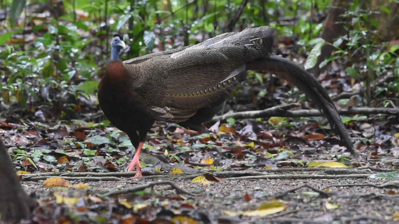 Great Argus Pheasant