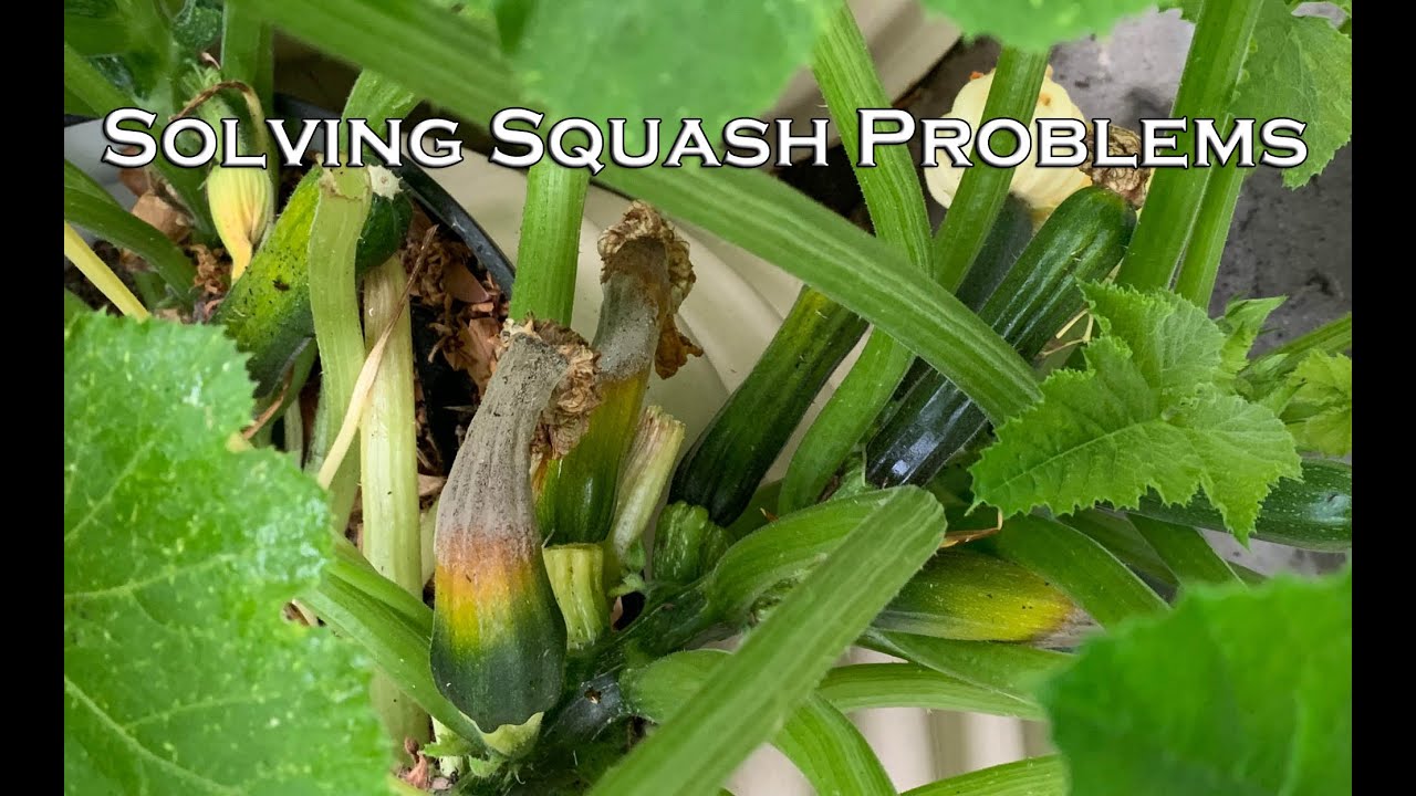 Solving Squash Problems - Fruit Rotting or Dropping Off?