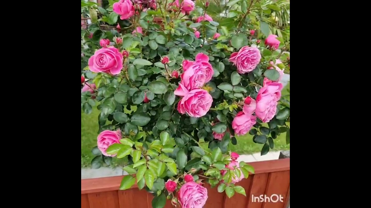 Leonardo Da Vinci rose