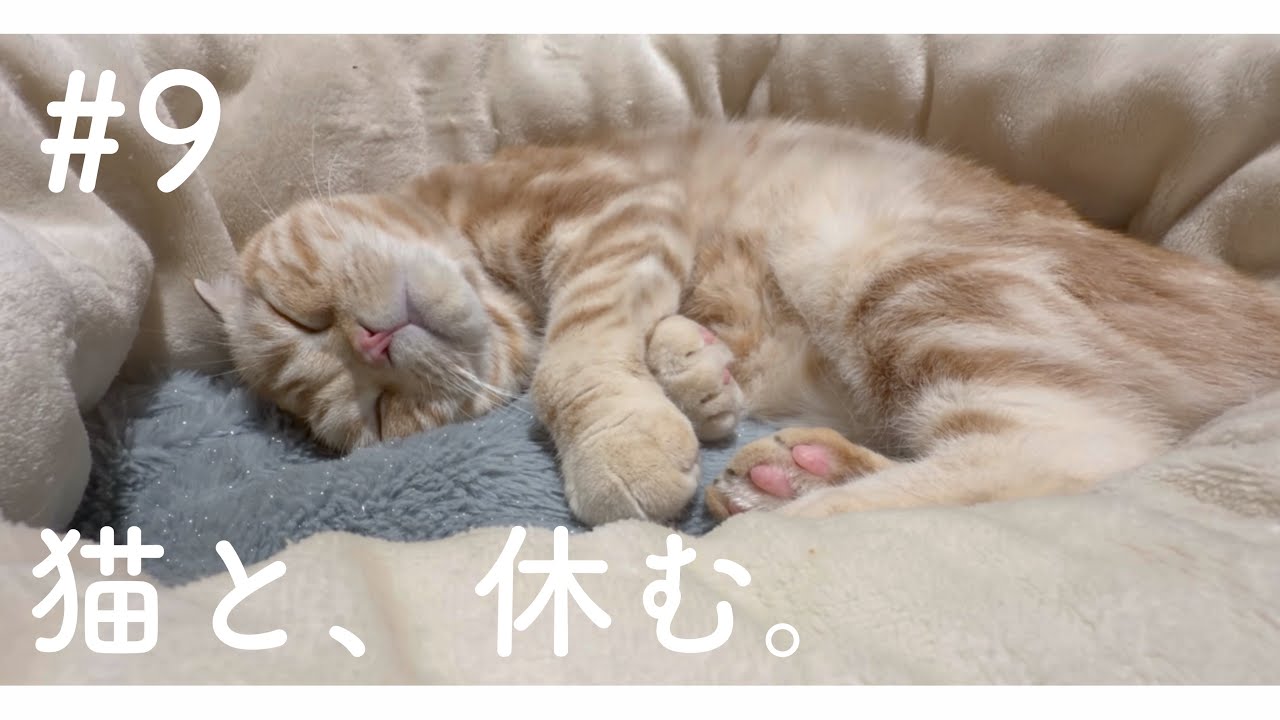 【究極の癒し】 猫と過ごす3分間の休息。