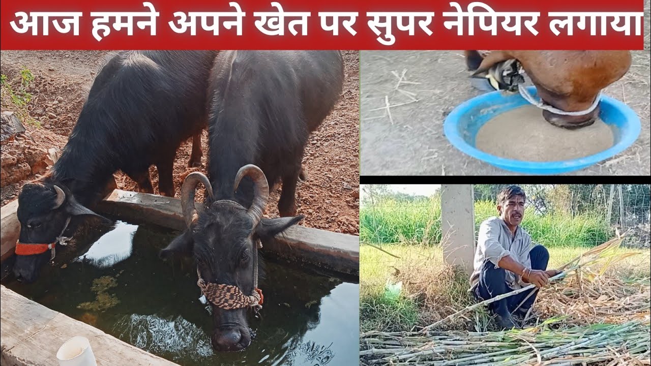 पशुओं के लिए आज हमने आपने खेत पर  सुपर नेपियर लगाया Today we applied Super Napier on your farm 