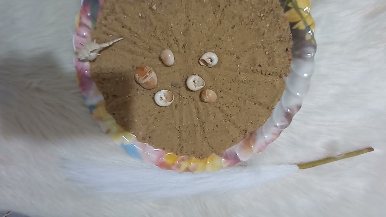 القراءة بالرمال والودع لبرج الجدى 🐐🪶
