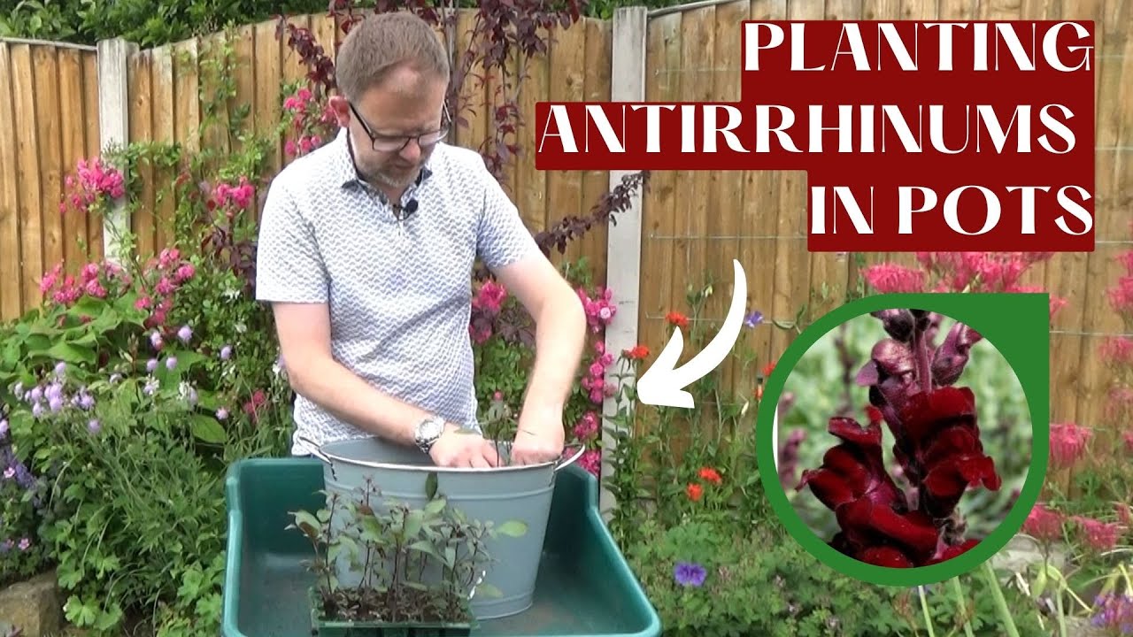 Planting Antirrhinums (Snapdragons) in Pots | Planting Antirrhinum 'Black Prince' in Containers