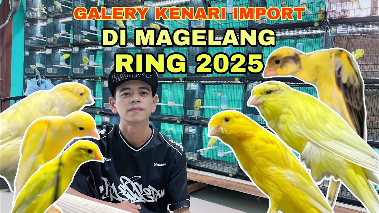 READY‼️RATUSAN EKOR BURUNG KENARI IMPORT 🔥#kicaumania #kenari #viral #fypシ #hariini #viralvideo 