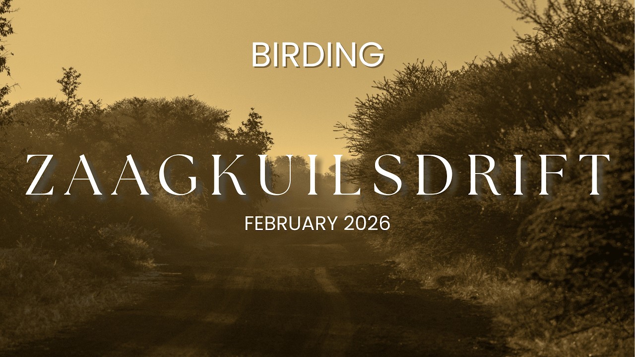 BIRDING ZAAGKUILSDRIFT in February 2026