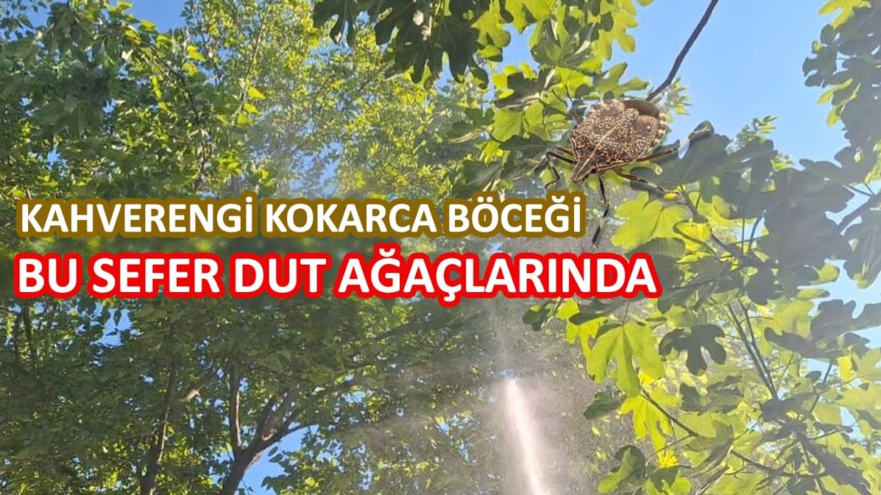 KAHVERENGİ KOKARCA İÇİN DUT AĞAÇLARINI İLAÇLIYORUZ. BOLAT 400 LT İLAÇLAMA MAKİNESİ