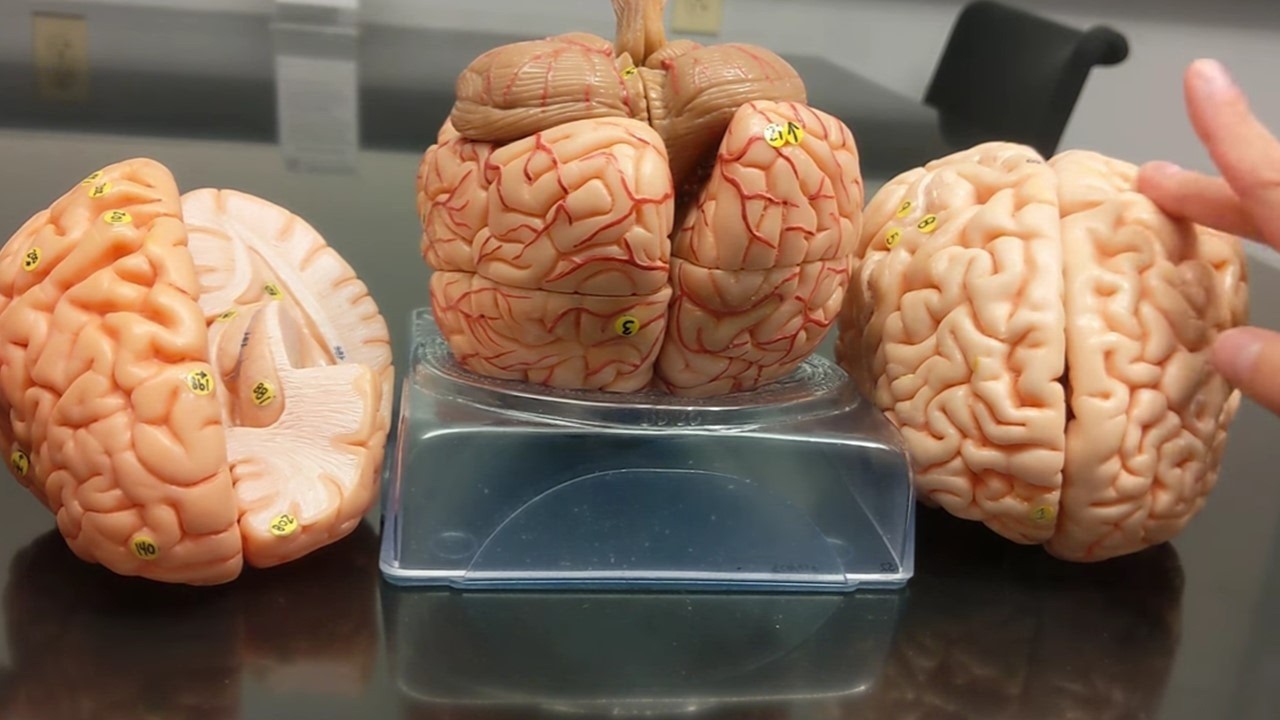 Brain Anatomy | Review and Quiz 2