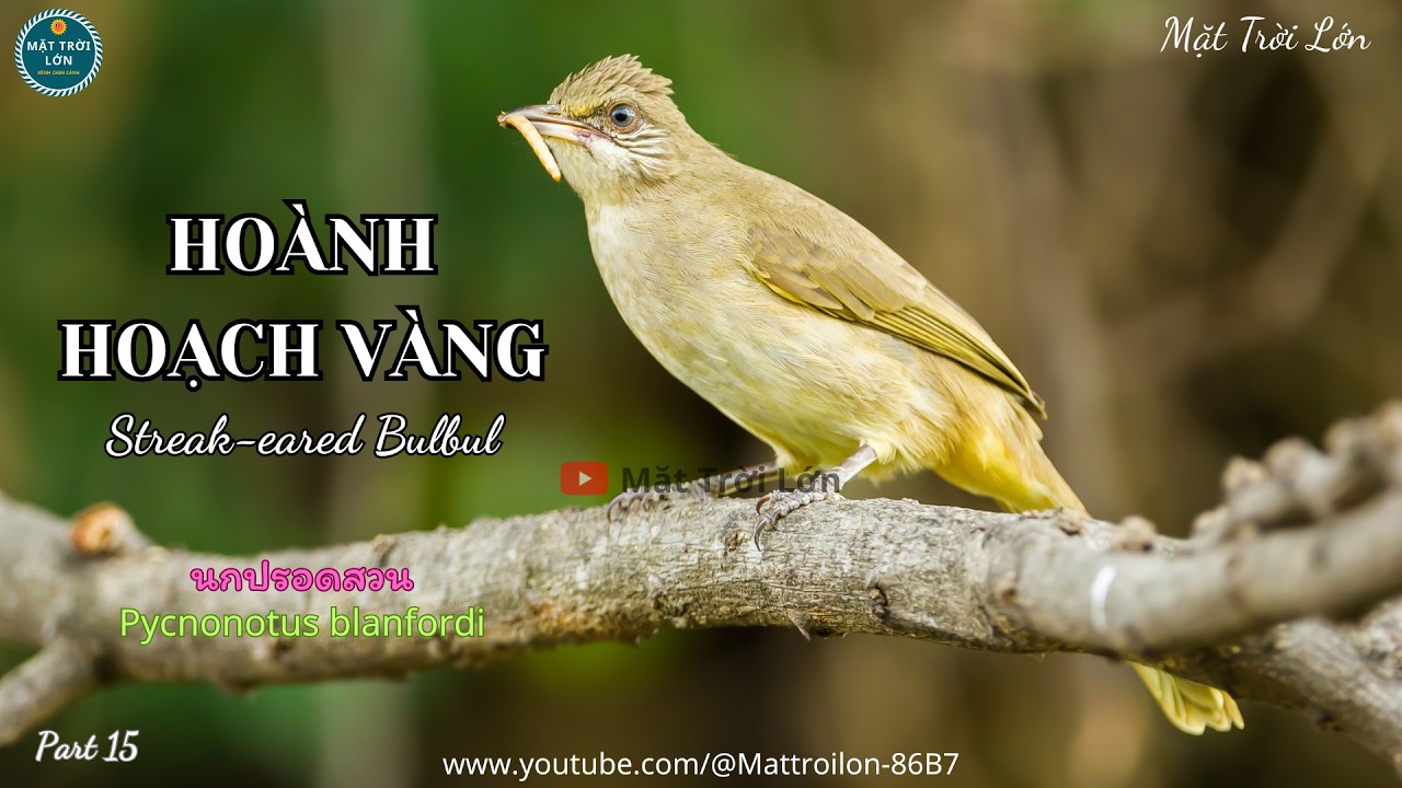 ✅Tiếng chim Hoành hoạch vàng mồi gọi bầy chuẩn mp3 | Streak-eared Bulbul sound call (P15)