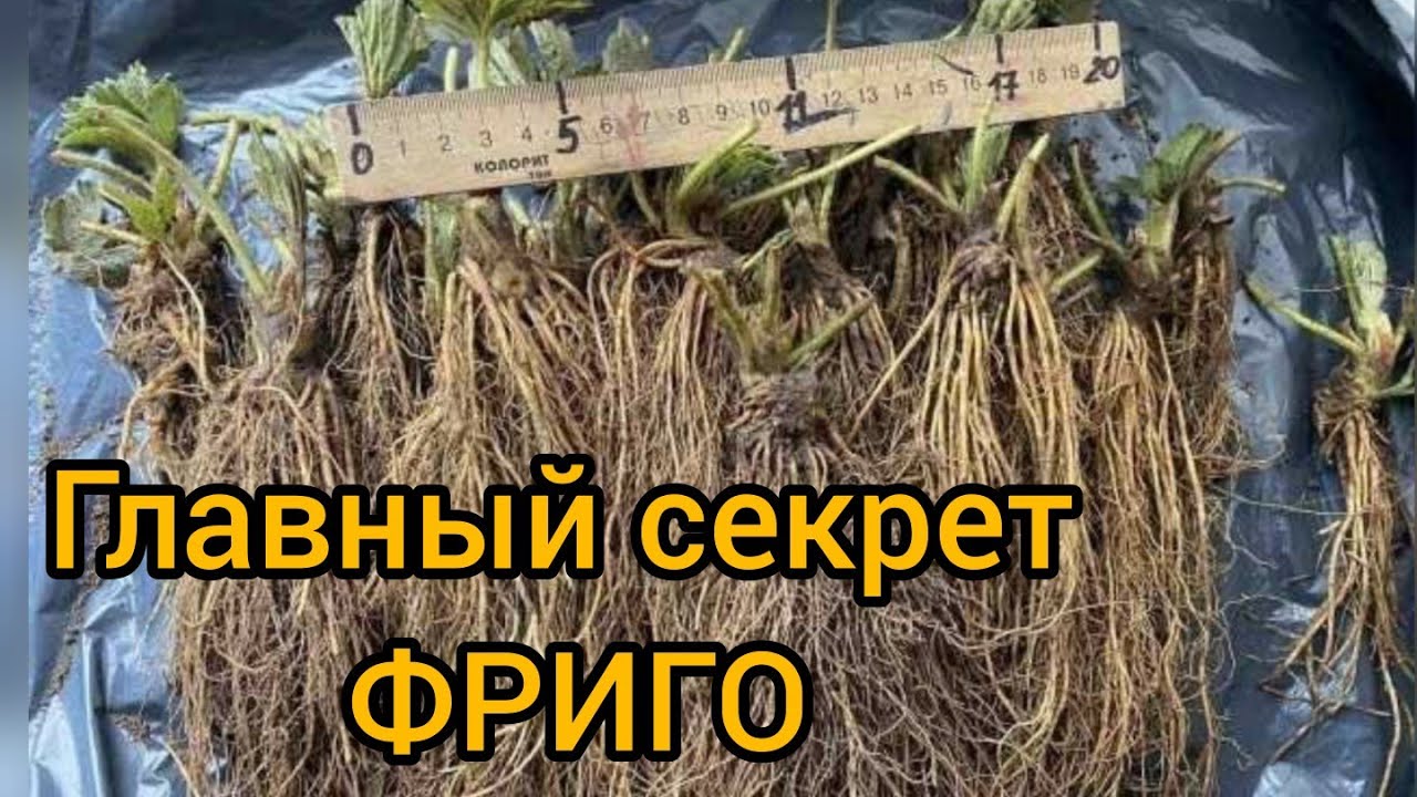 Вся правда про технологию Фриго, мнение АГРОНОМА