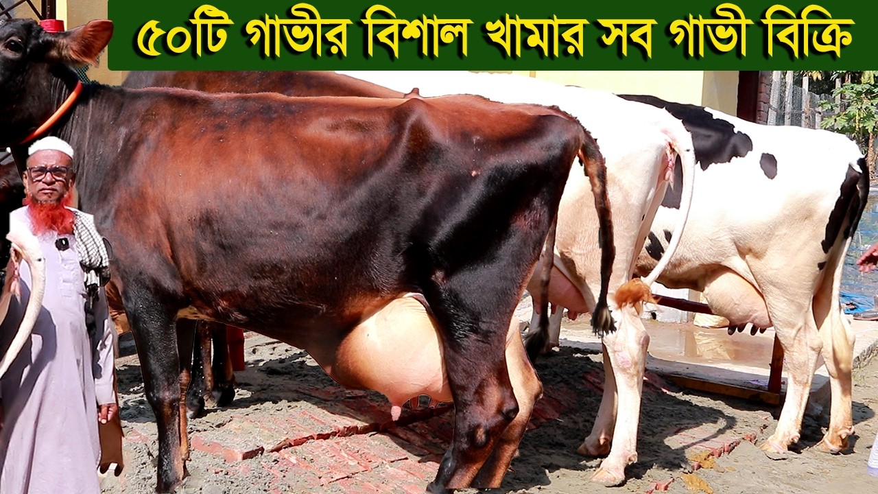 ৫০টি গাভীর বিশাল খামার ৩৫লিটার দুধের গাভী নিতে পারেন dairy farm
