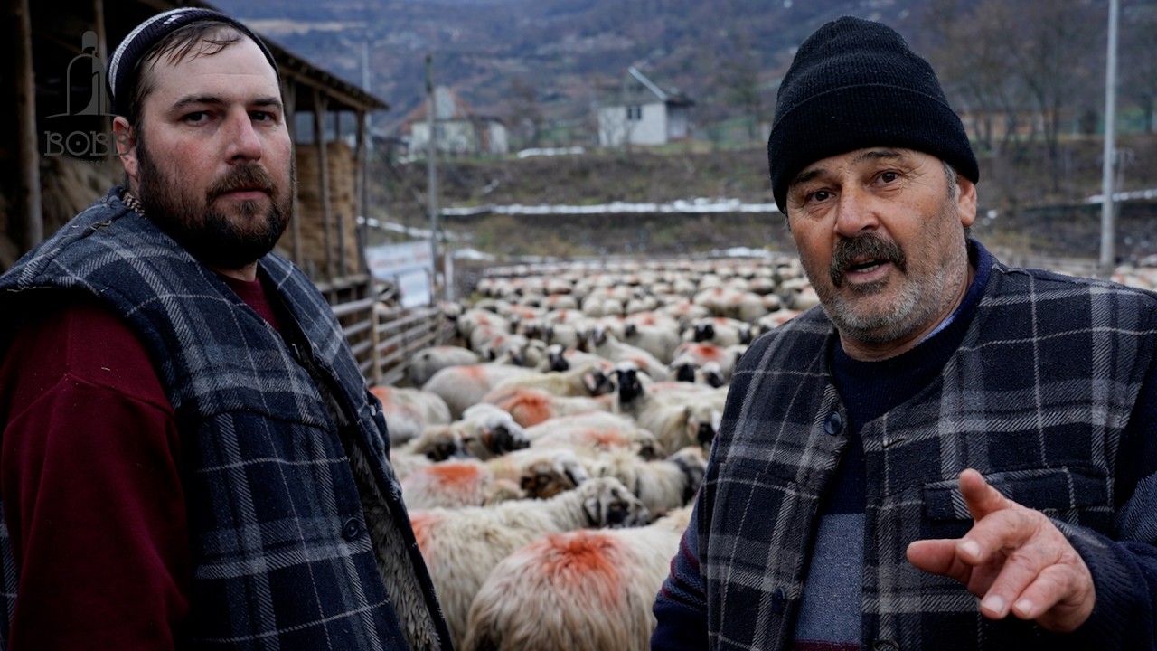 Famila Iacob din Negrilești | 700 de oi BREZE și 20 de berbeci cu NASUL ALB | Probleme mari cu LUPII