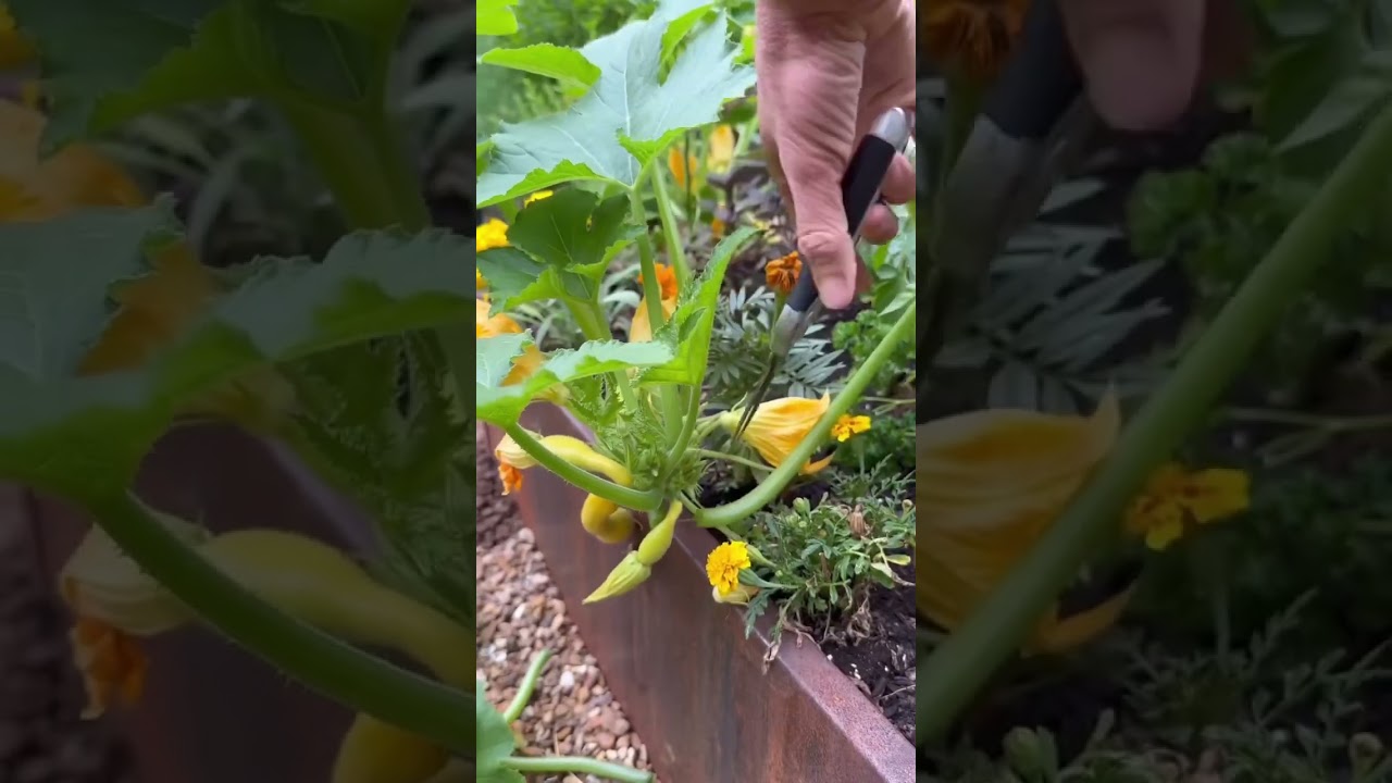 The secret to more squash? More PRUNING! Plant it on the edge of your bed #garden #squash #plants