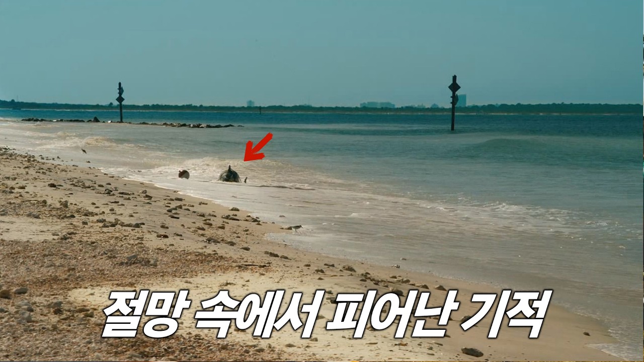 온 가족이 함께 보면 더 행복해지는, 아름답고 사랑스러운 힐링 영화 [영화리뷰/결말포함]