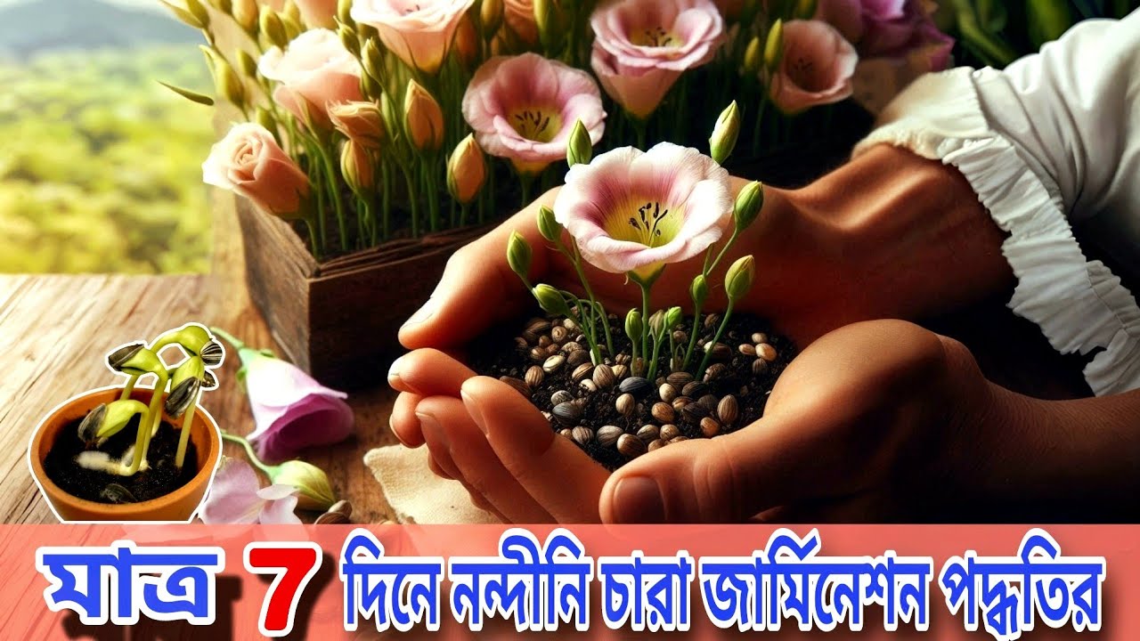 মাত্র 7 দিনে নন্দিনী ফুল গাছের চারা জার্মিনেশন/Lisianthus plant seeds germination process