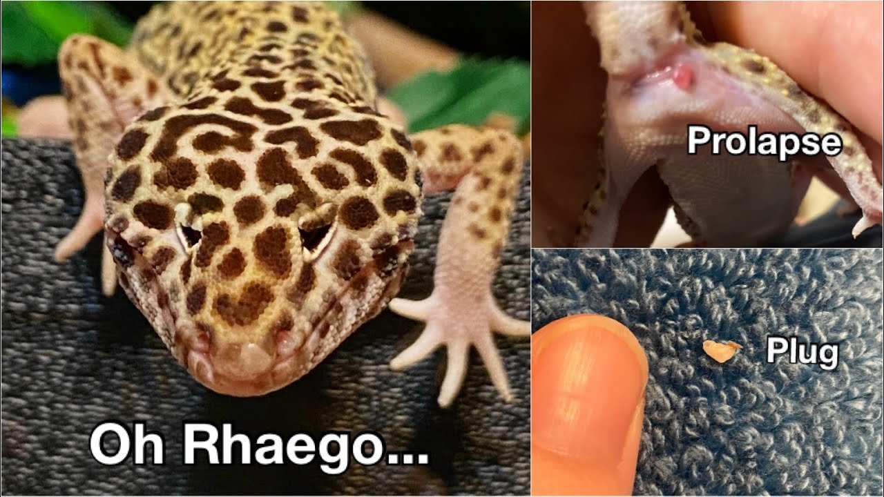 Clogged Pores, Hemipene Plugs, & Prolapse in Leopard Geckos
